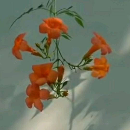 風雨中的诺言ζ单身ウ