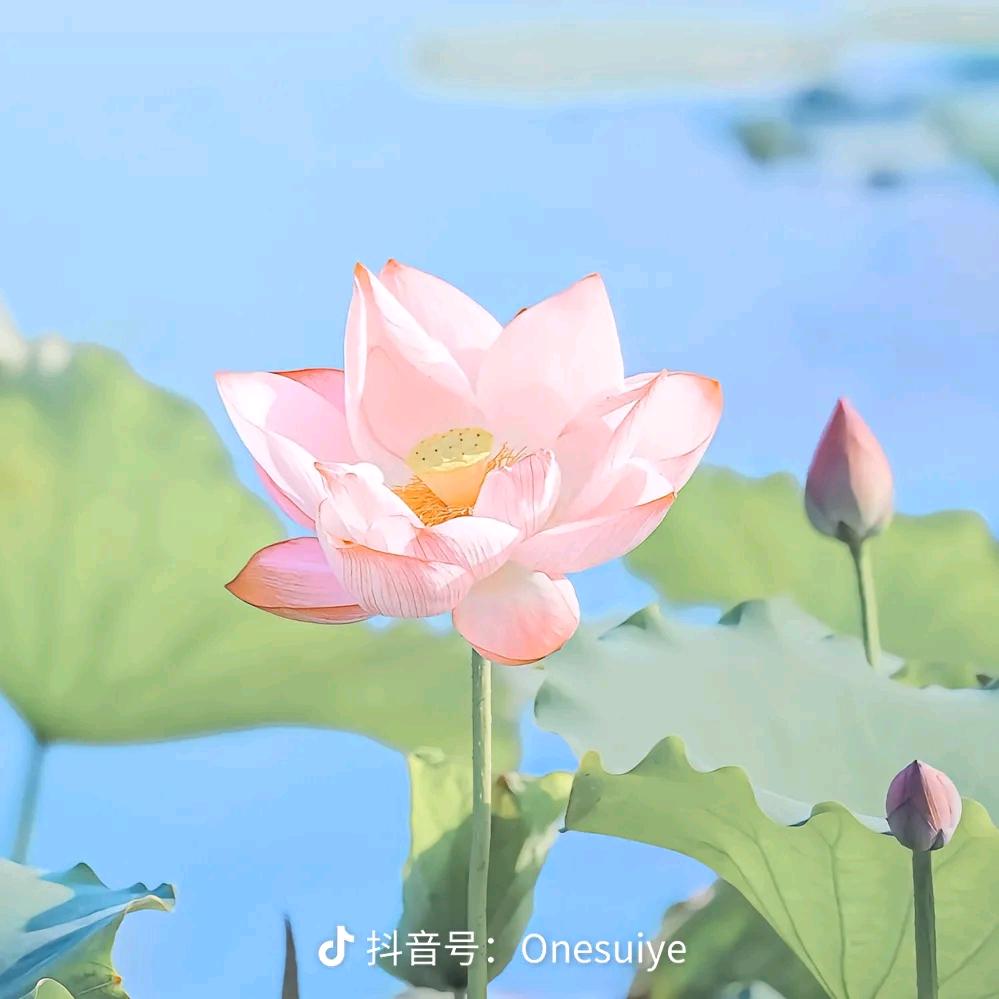 思妍奶奶
