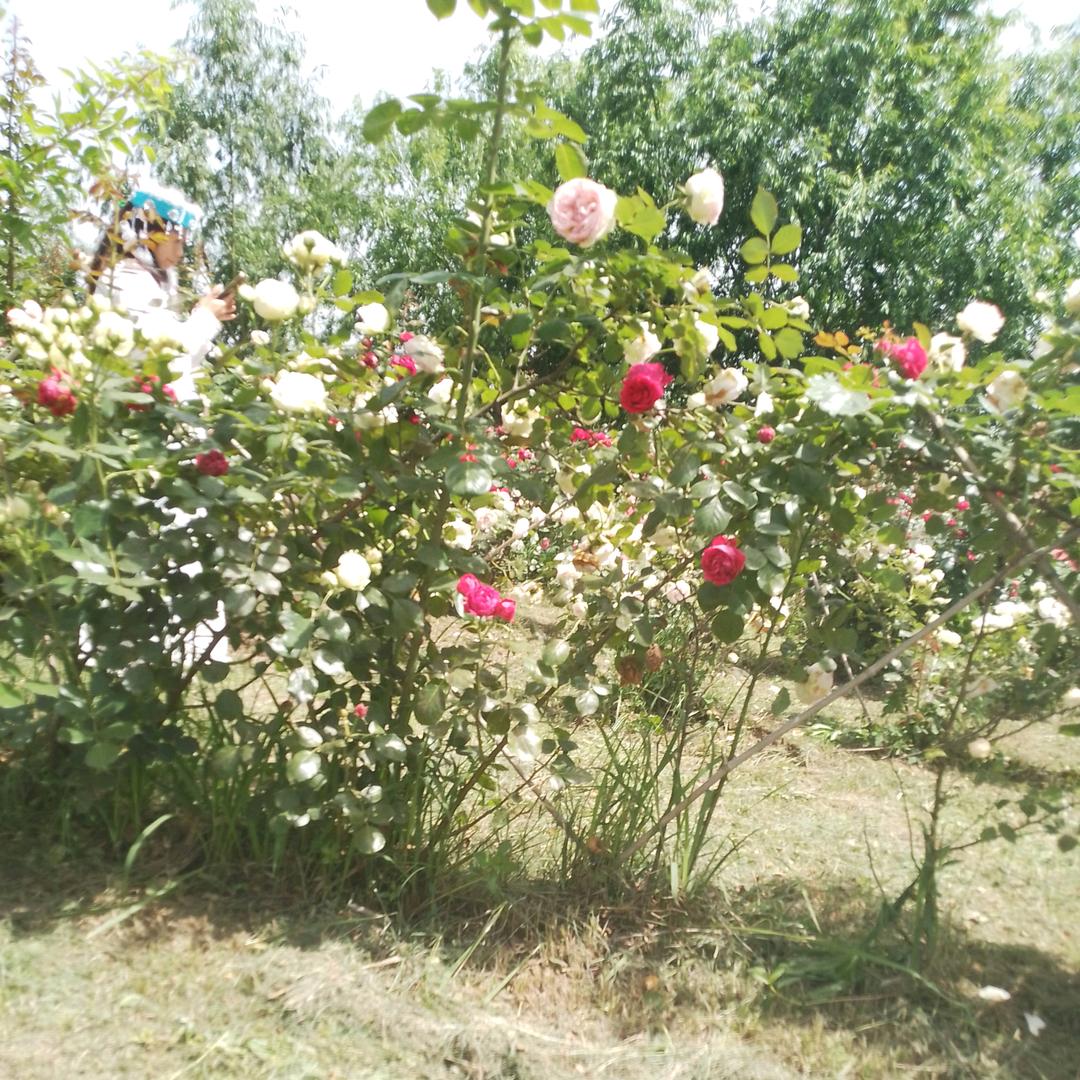 宝贝哥哥和可爱丁噹蜜