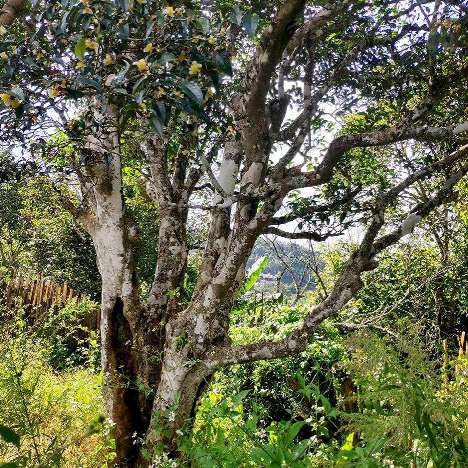王笑堂茶叶初制所