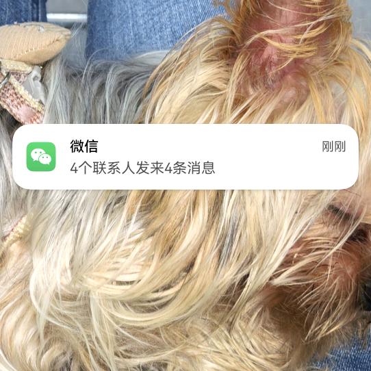 波比日常