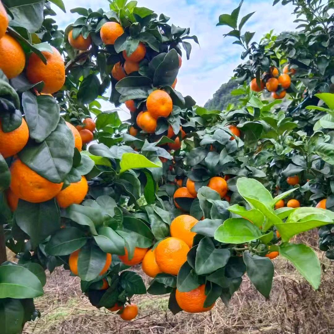 广西沙糖桔（万家福果业）