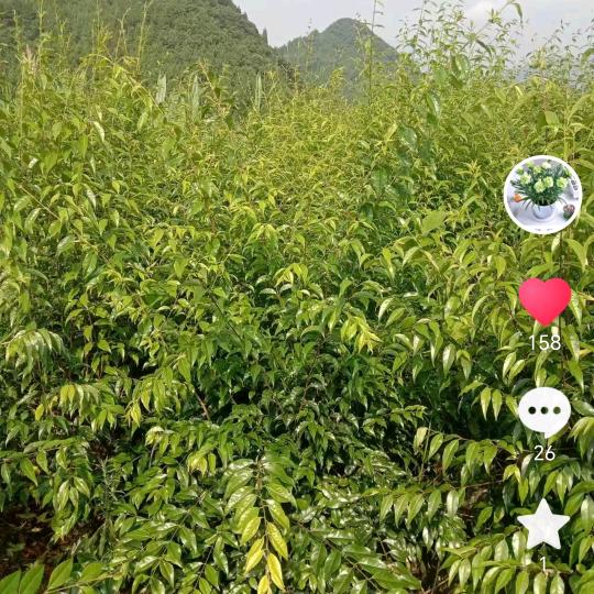 余庆小叶苦丁茶