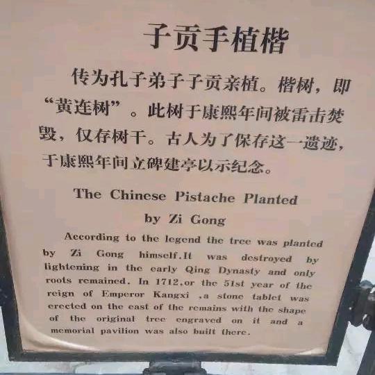茶曰