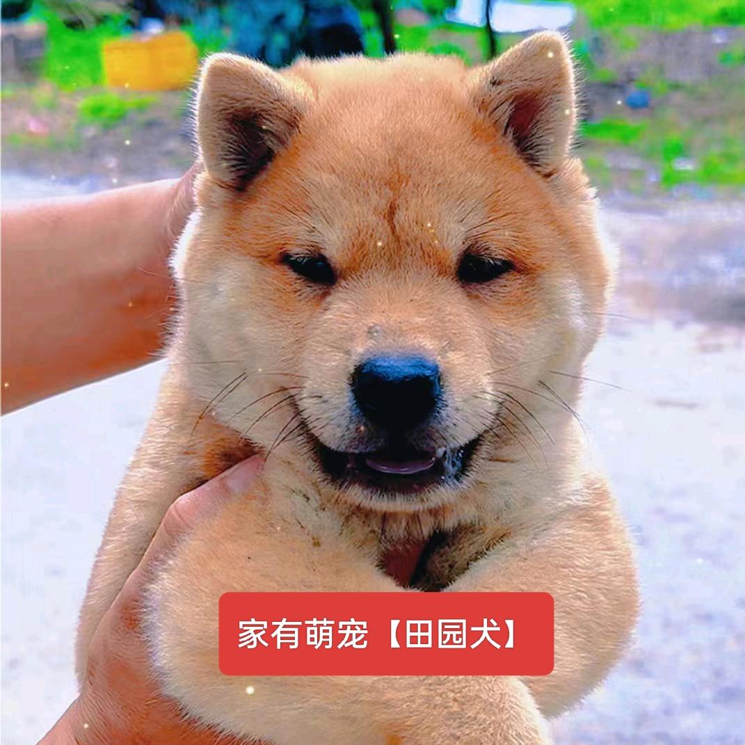 家有萌宠【田园犬】