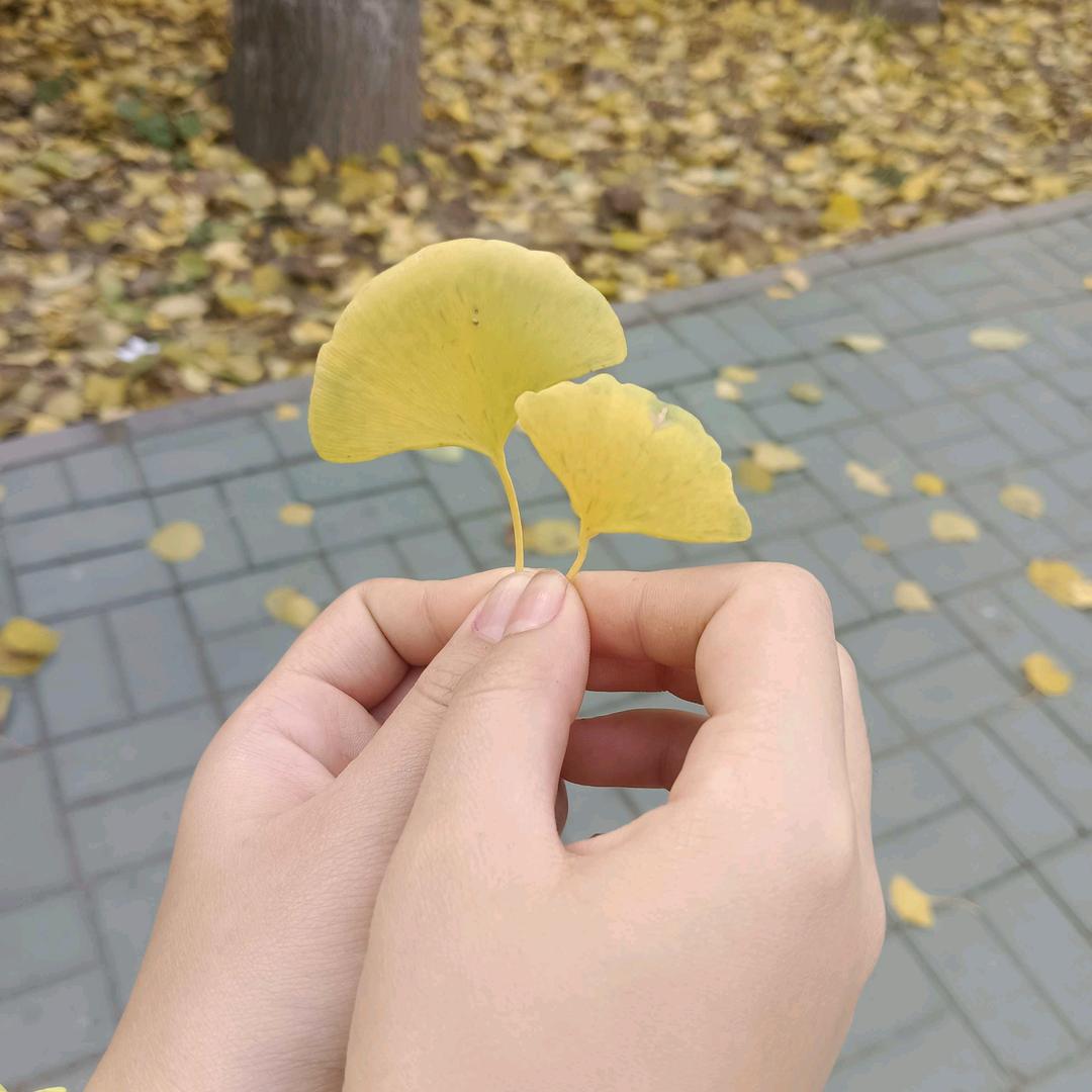 三宝+