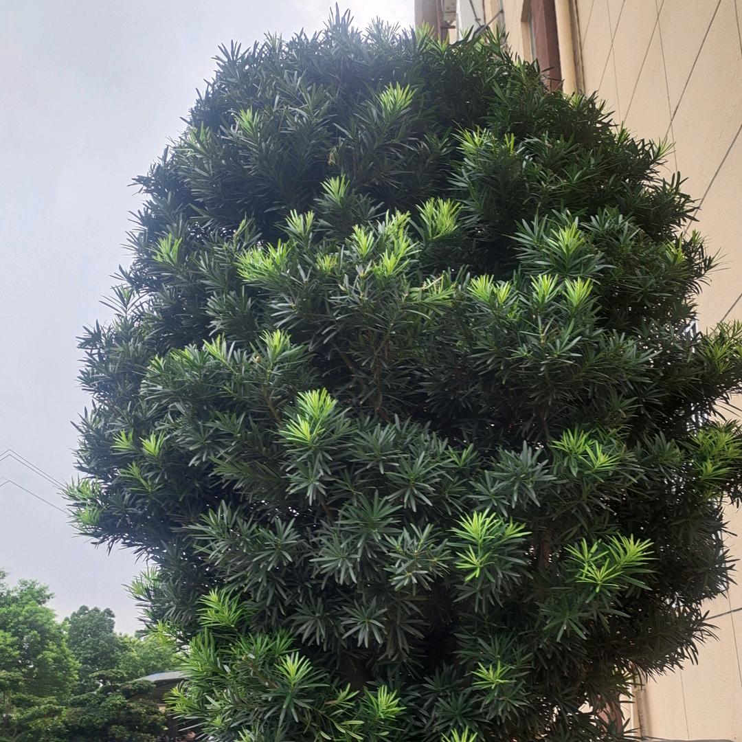 蝴蝶