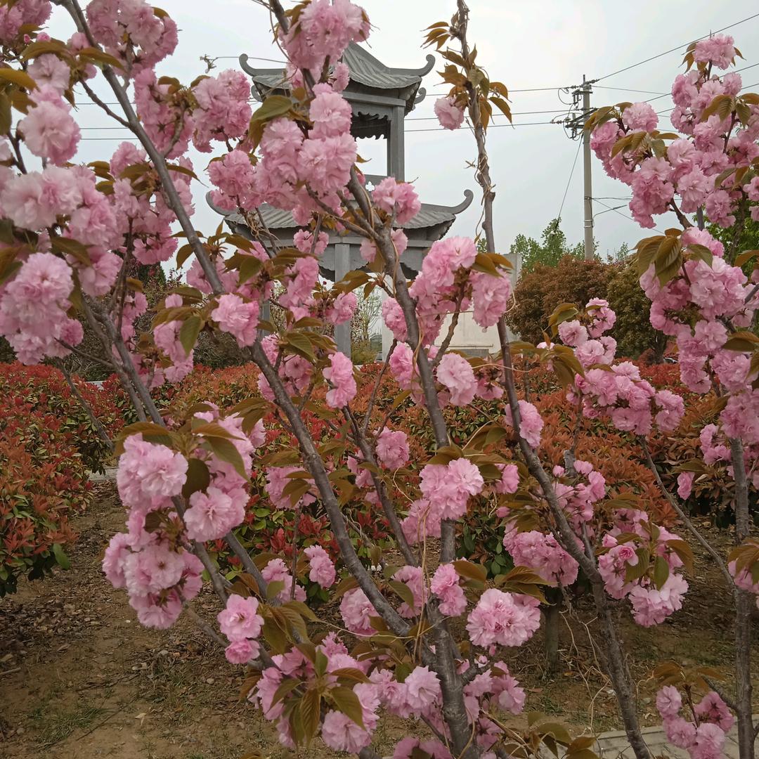 鳳