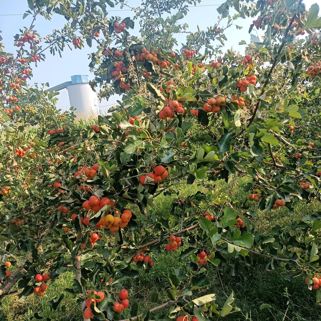 70后二师兄