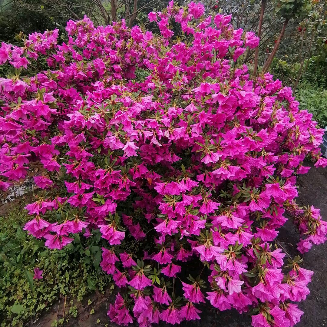 🌺带刺的玫瑰🐈🍄