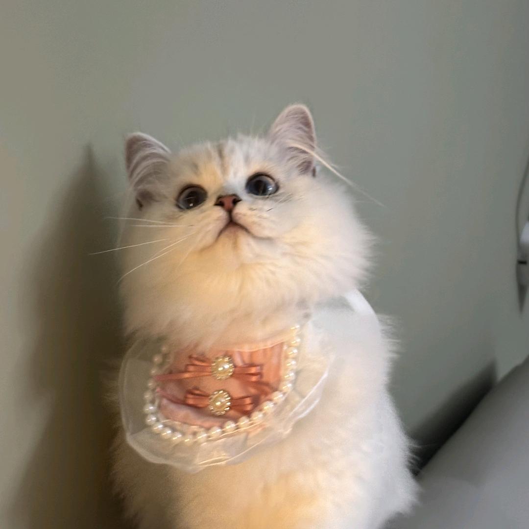 薛定谔的猫