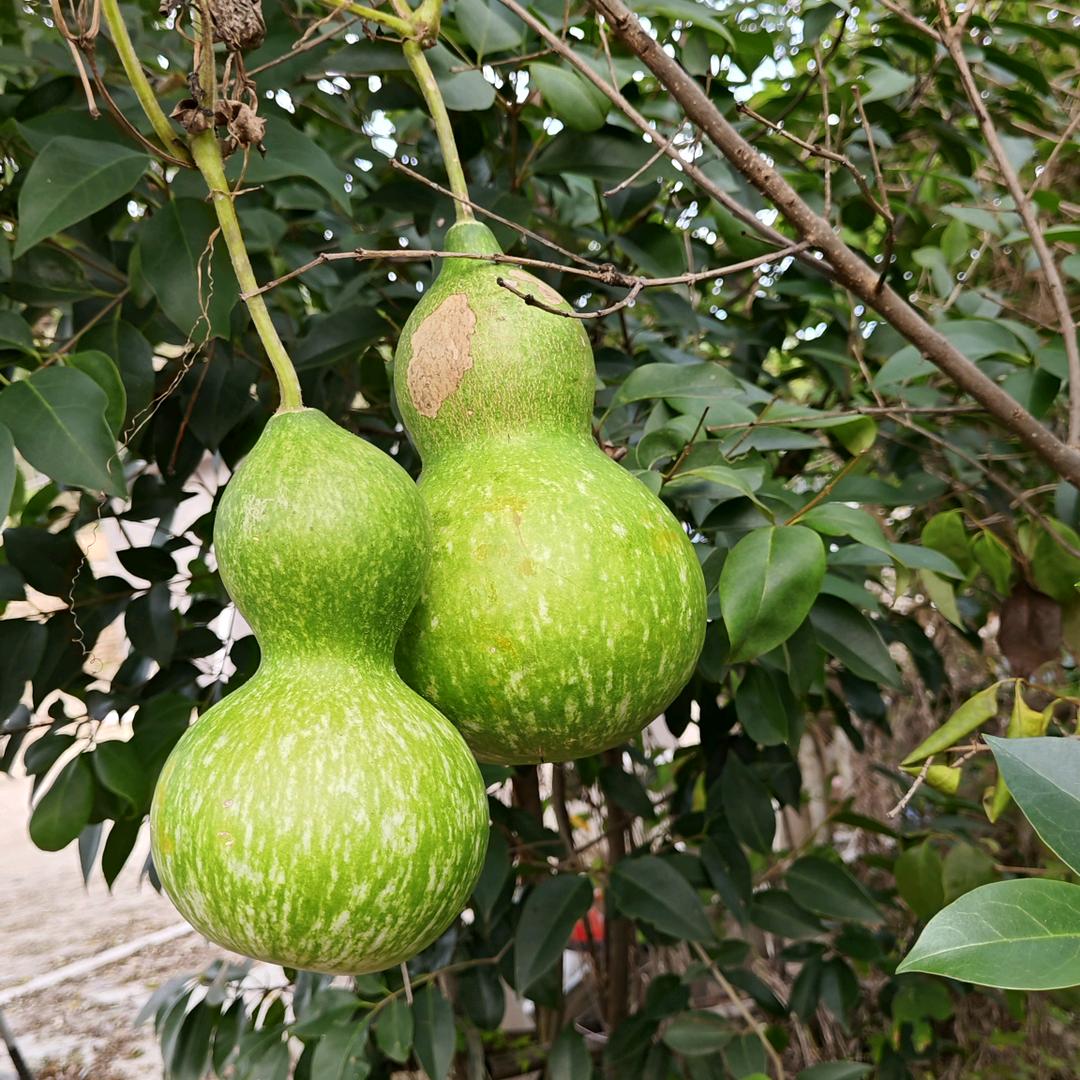 梅