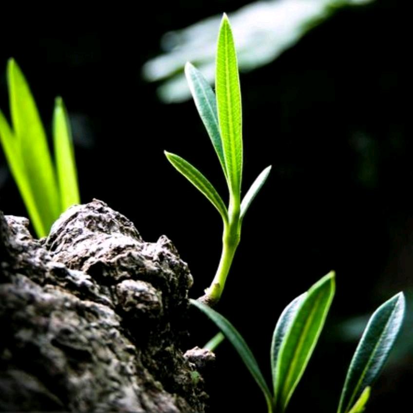 ︎ᝰ✍︎꙳青芽（【骑】ᝰ✍︎꙳⋆