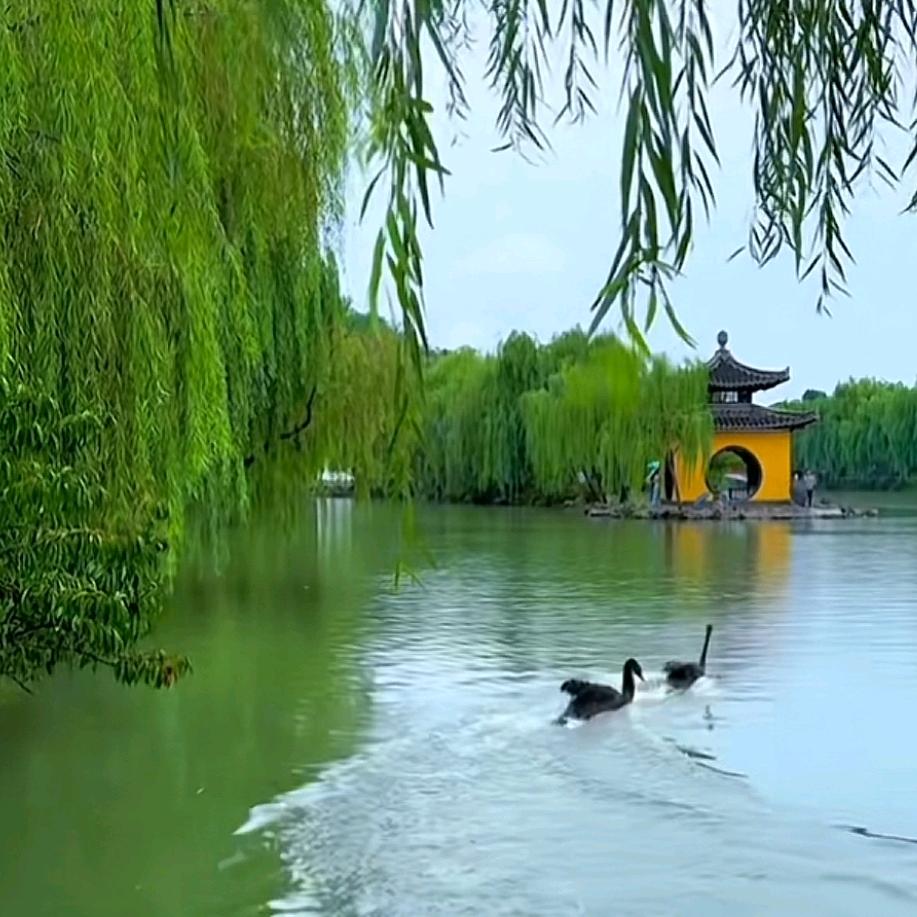 🌹好运((❤️加满❤️))🌹