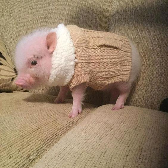 🧨²⁰²⁵🏮小猪🐷乖乖🏮