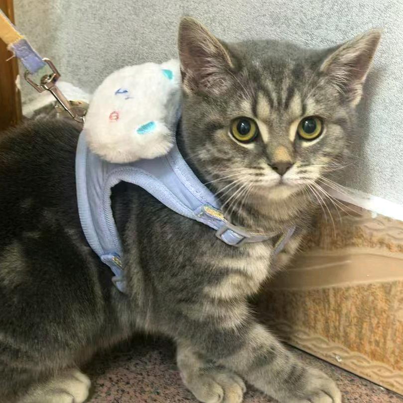 旺财是只猫