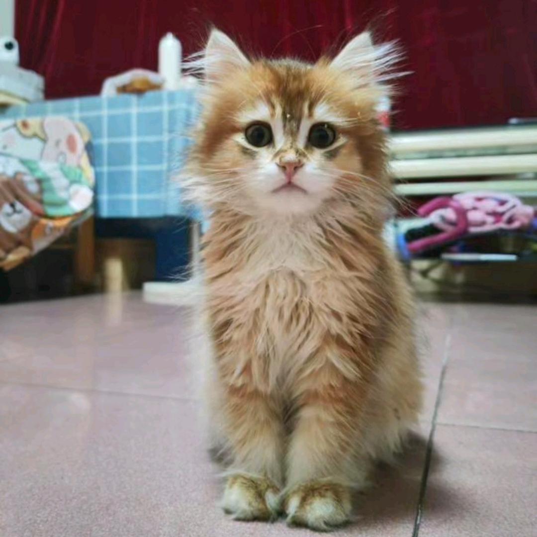 养了只猫儿～