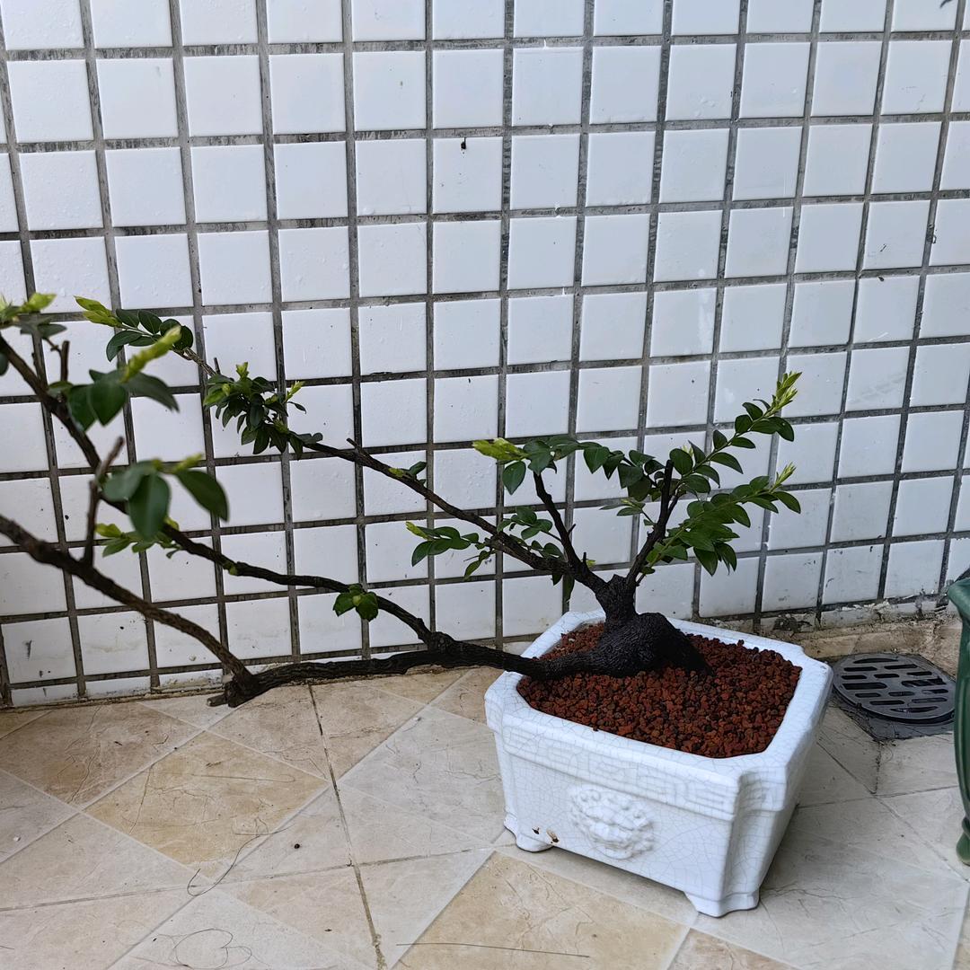 绿景盆艺店