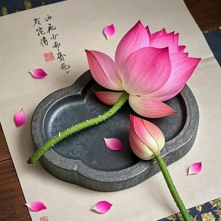 明力奇养生宠粉号