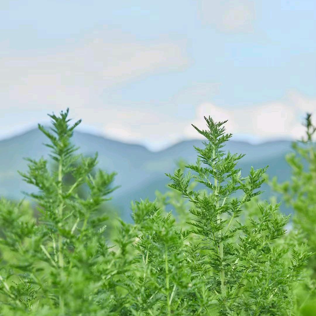 华润三九酉阳青蒿洗护