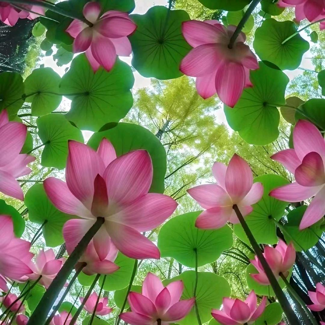 甜小玫
