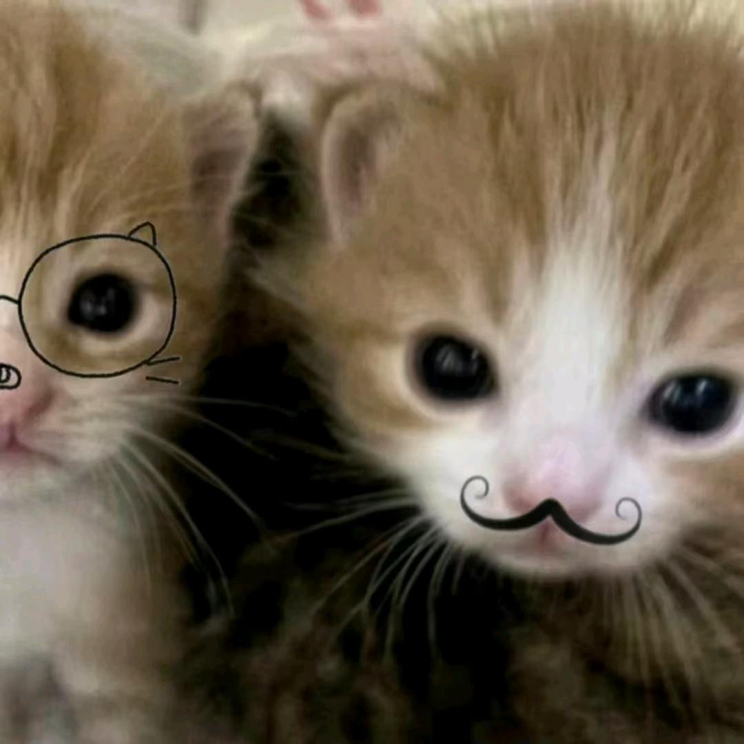 雏田的猫