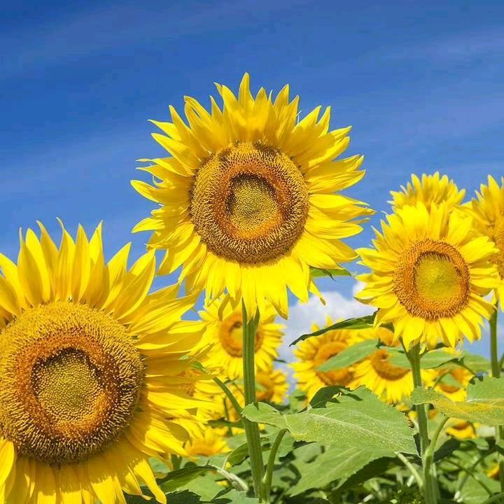 迎着太阳出发