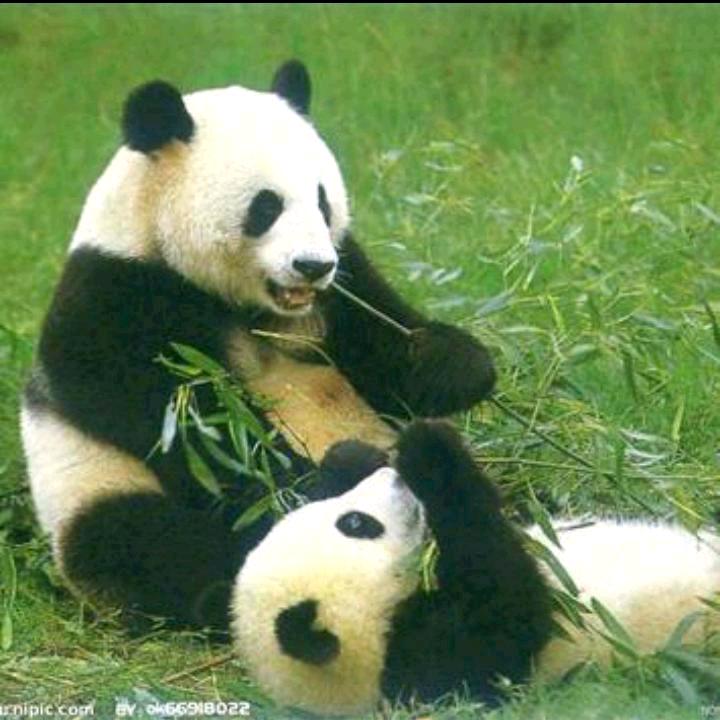 壶关一棵树