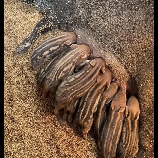 富村镇全福养殖场