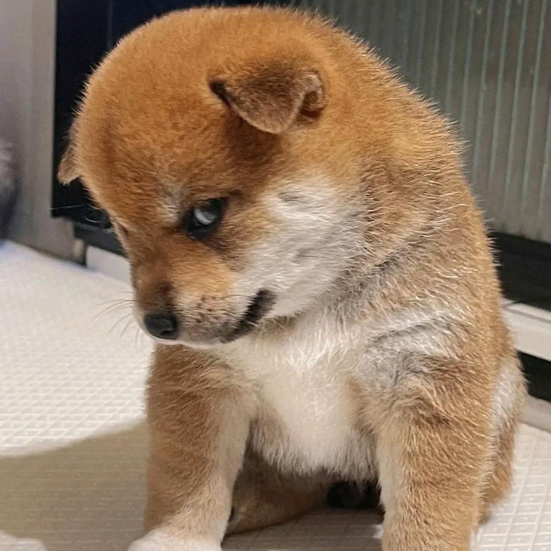 小小🐲