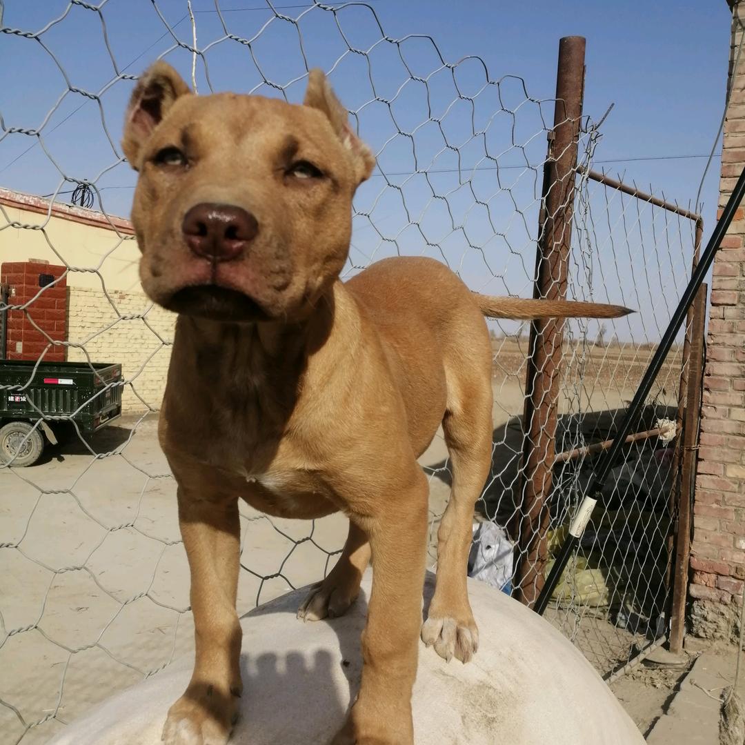 阿拉尔猎犬