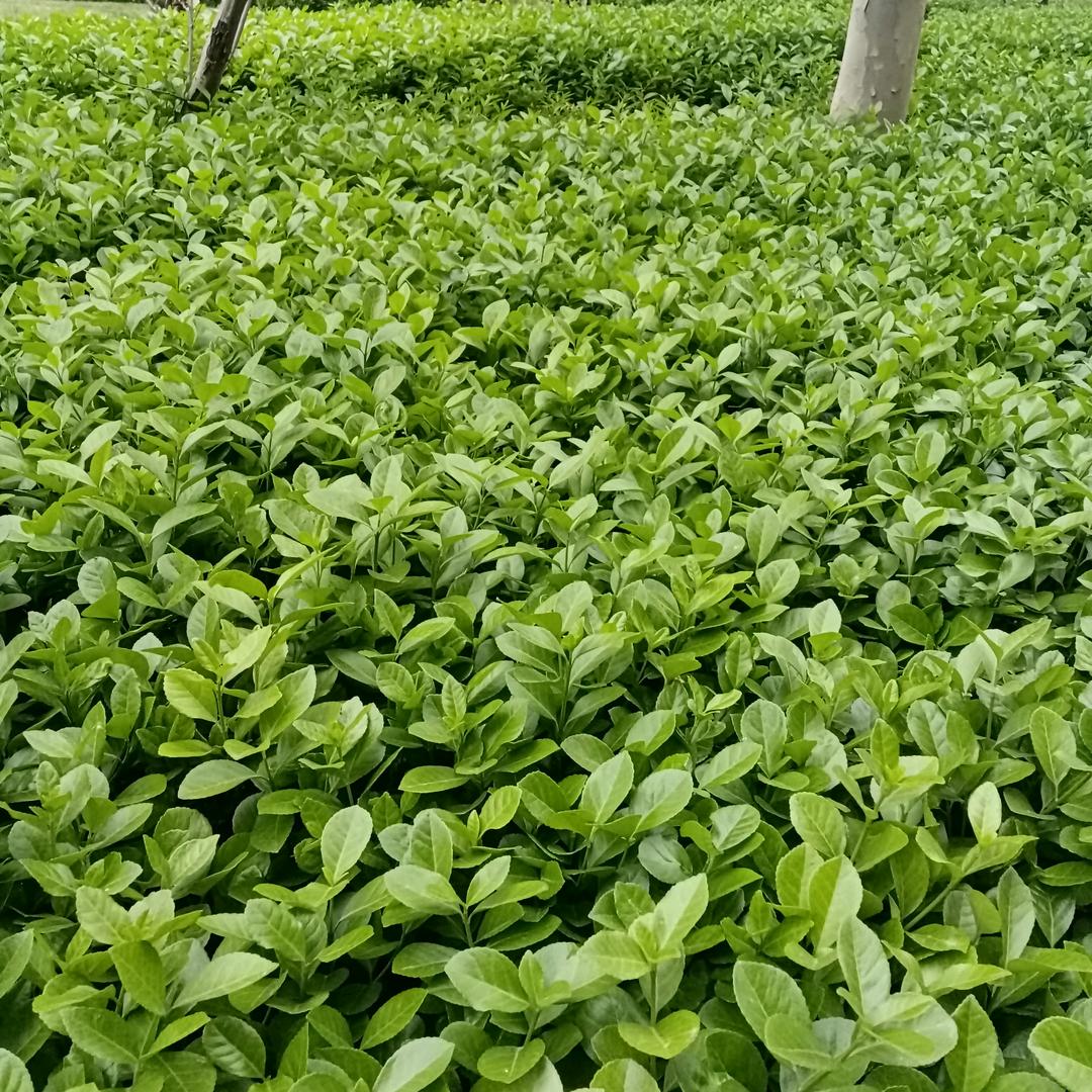 诓骗我的天必遭天谴天打雷劈