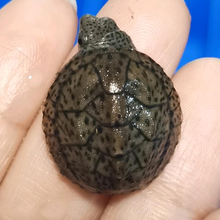 蛋龟小资