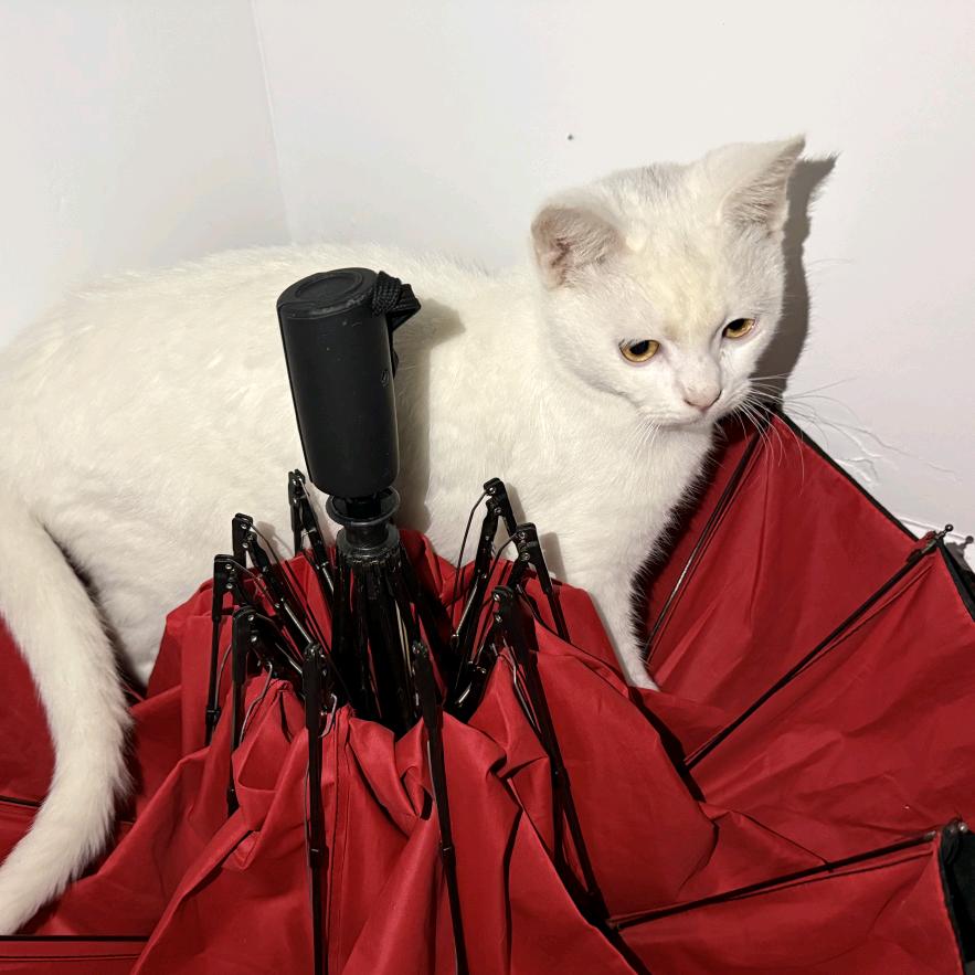 AAA猪肉批发徐师傅