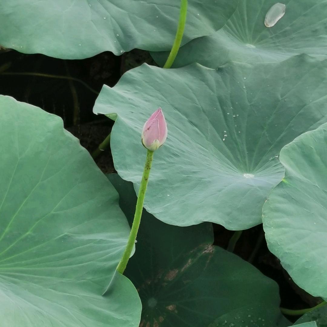云中飞燕