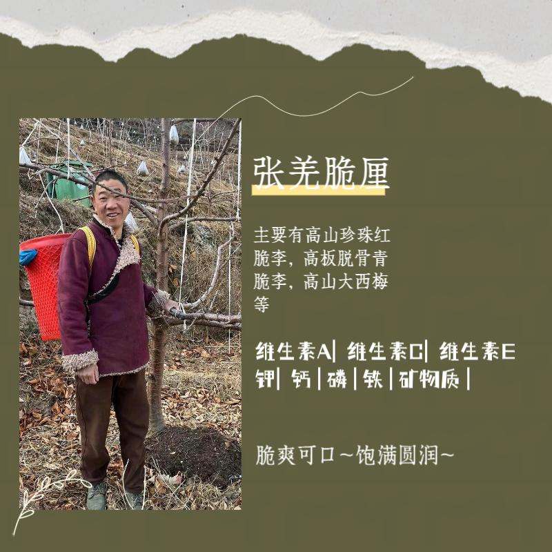 四川张羌脆厘