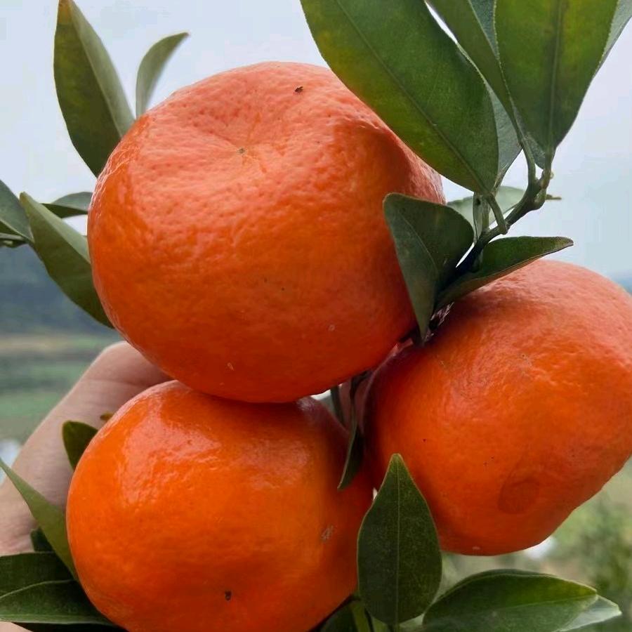 古树川红橘传承文化