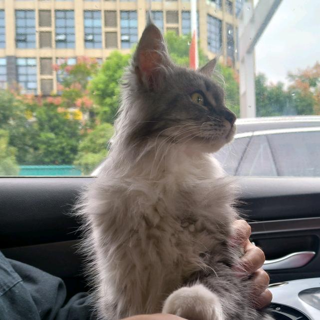 米悠~巧克~苏咔