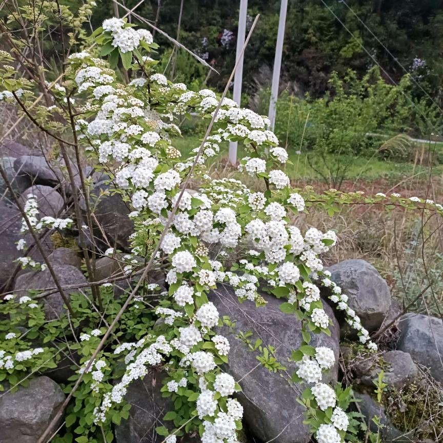余生只有你