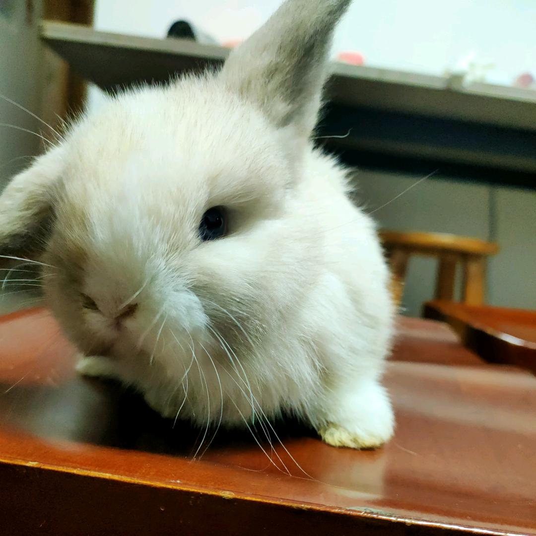 垂耳兔🐇小蘑菇