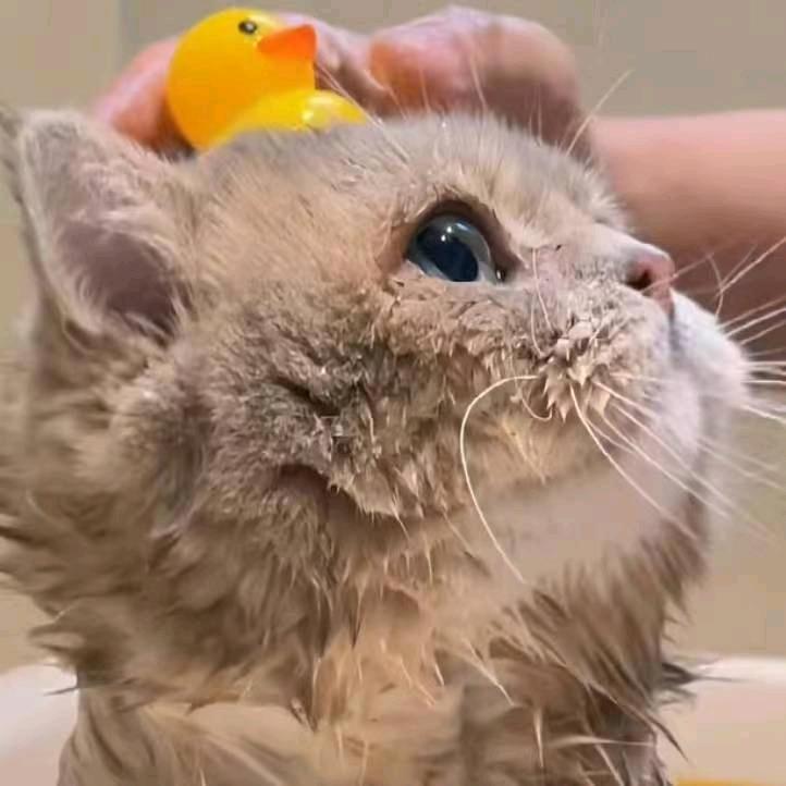 和蓝胖子一起甩肉肉