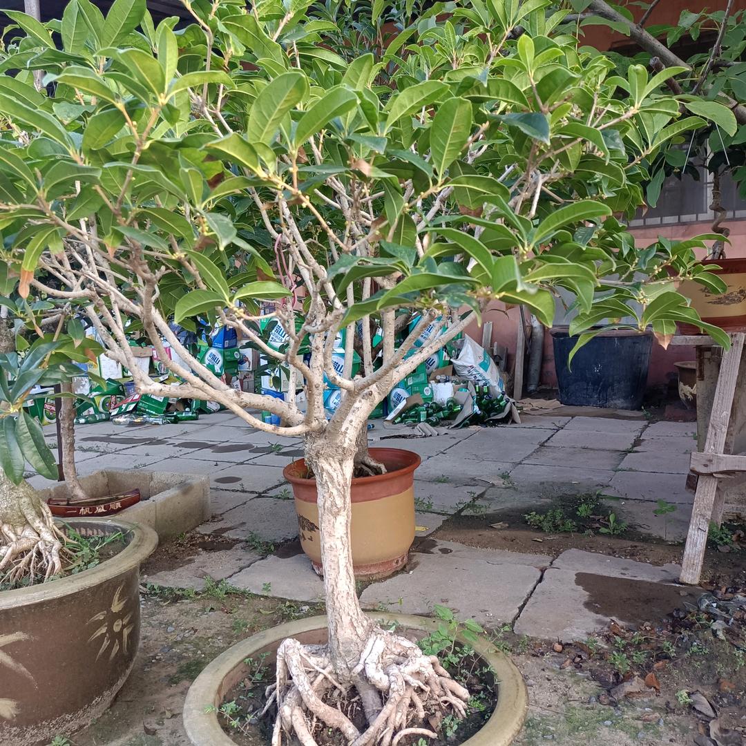 驾校招生