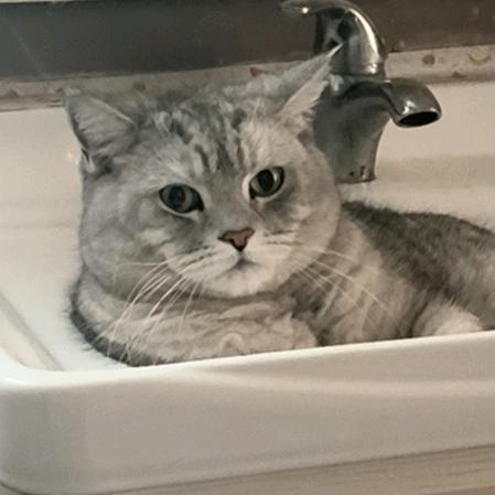 做监控的小燕子