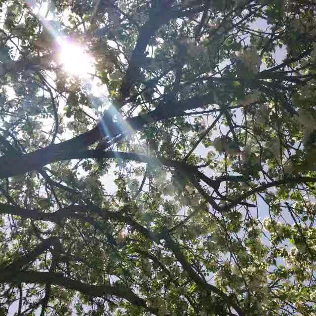江上风（斗罗逆转时空）