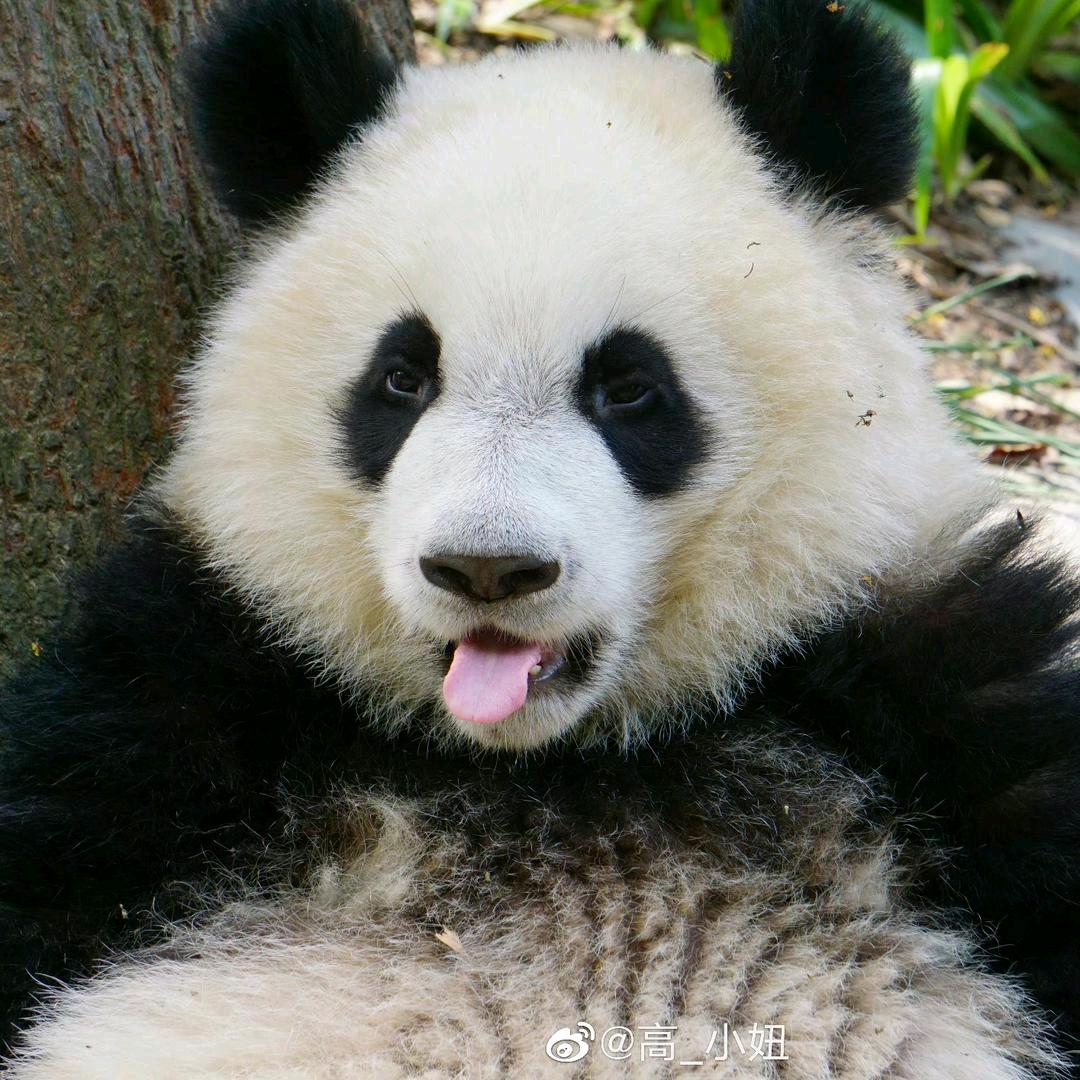 🐼Fú Duō Duō