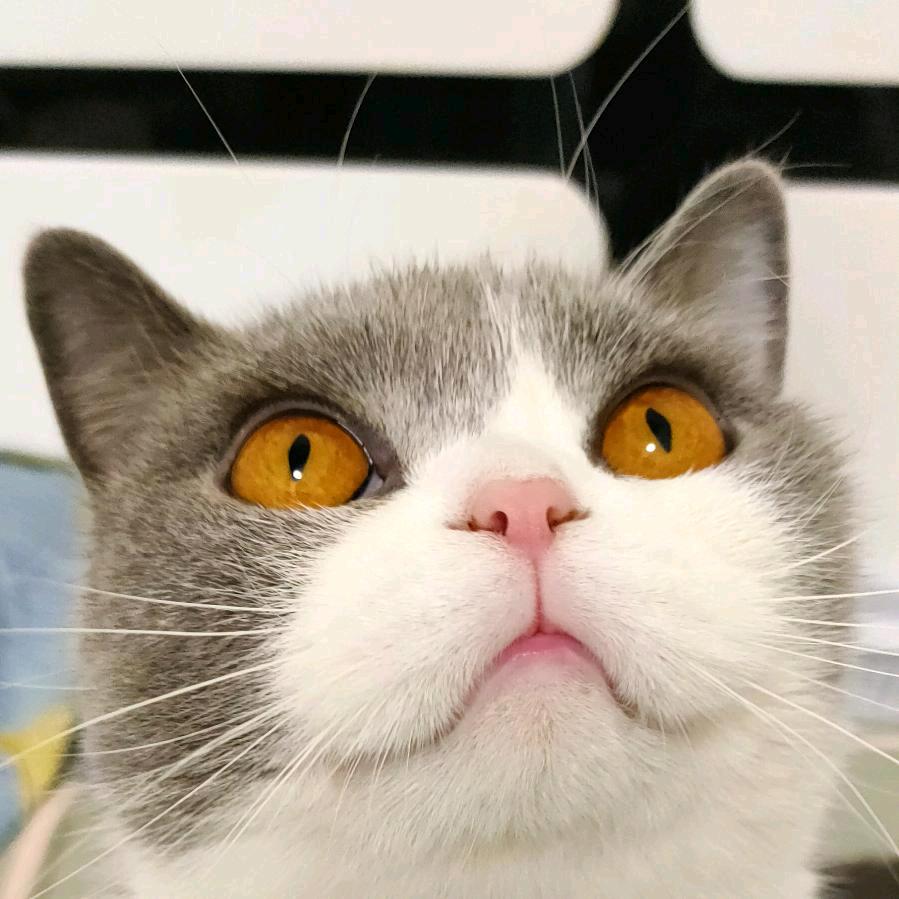 LUCKY猫公主🍭