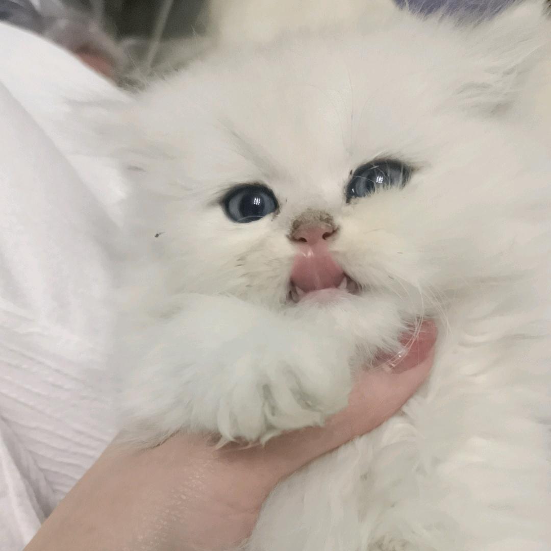 巧克力汤圆