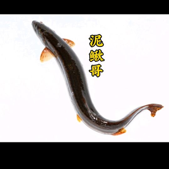 泥鳅哥（泥鳅孵化育苗养殖场）