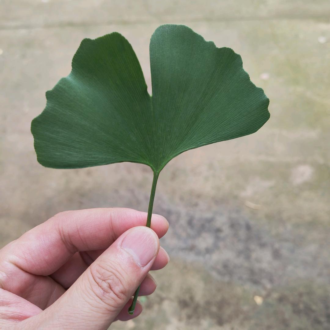 一身正气，坦荡自由