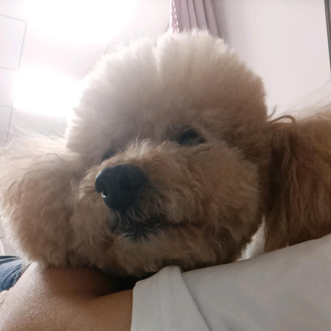 泰迪在等你